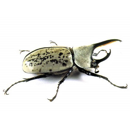 beetle Dynastes granti male rhinoceros beetle arizona