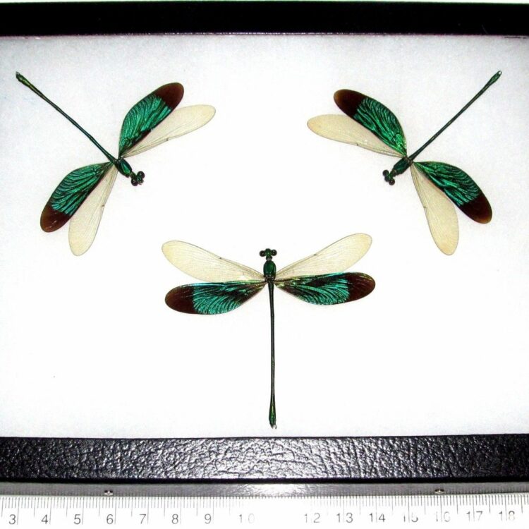 framed Neurobasis chinensis green dragonfly trio Indonesia