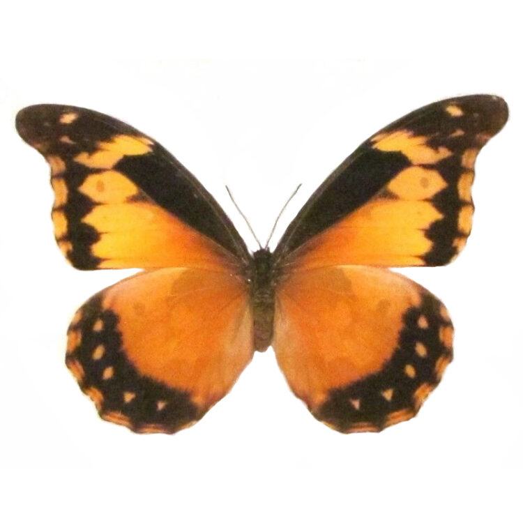 Morpho rhetenor cacica female butterfly Peru RARE