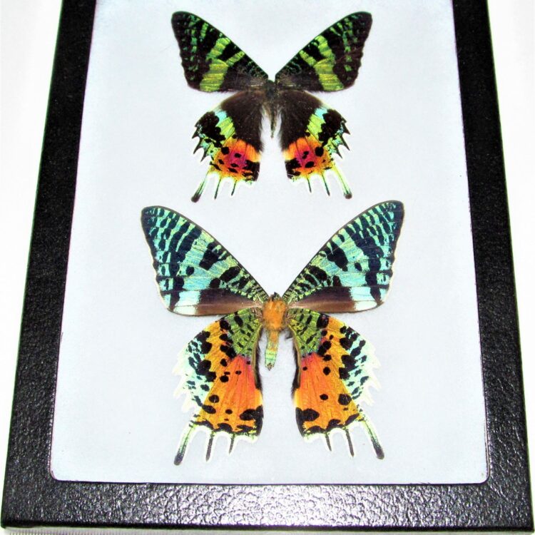 framed Urania rhipheus sunset moth pair male female Madagascar