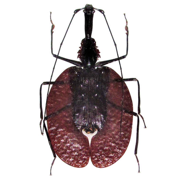 Mormolyce phyllodes violin guitar beetle weevil Sumatra Indonesia
