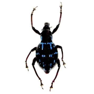 Metapocyrtus species blue black weevil beetle Philippines