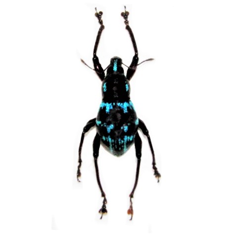Metapocyrtus species blue black weevil beetle Philippines W3