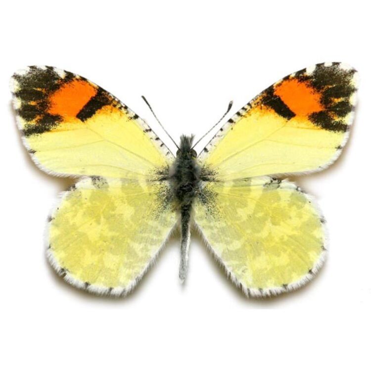 Anthocharis pima yellow orangetip butterfly Arizona USA