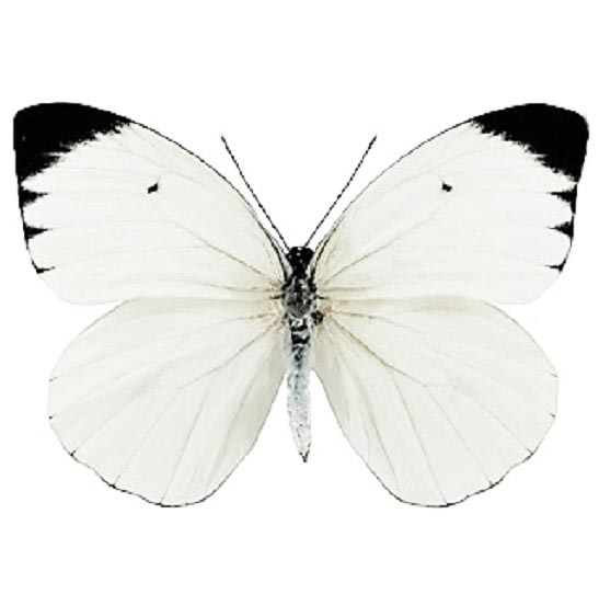 Ascia buniae white black butterfly Peru
