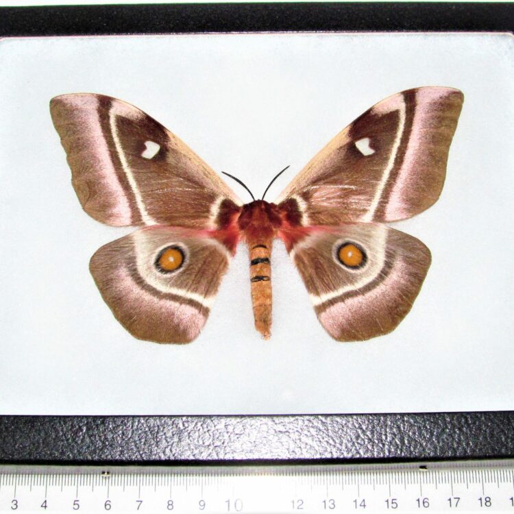 framed Bunea aslauga female pink saturn moth Africa
