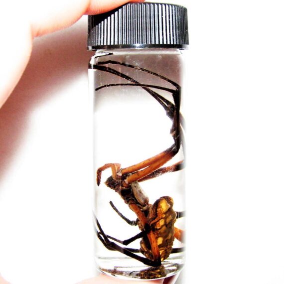 Spider wet specimen in glass vial