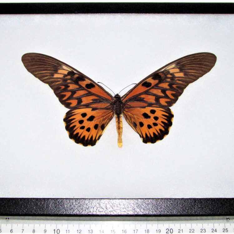 Papilio antimachus framed r