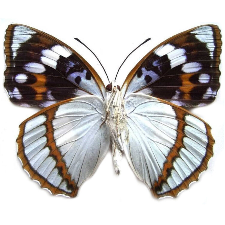 Mimathyma schrenckii blue white butterfly China