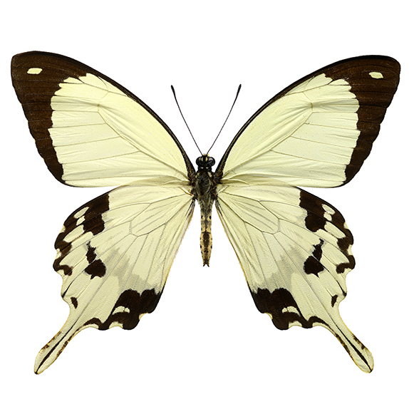 Papilio dardanus white black flying handkerchief butterfly Africa