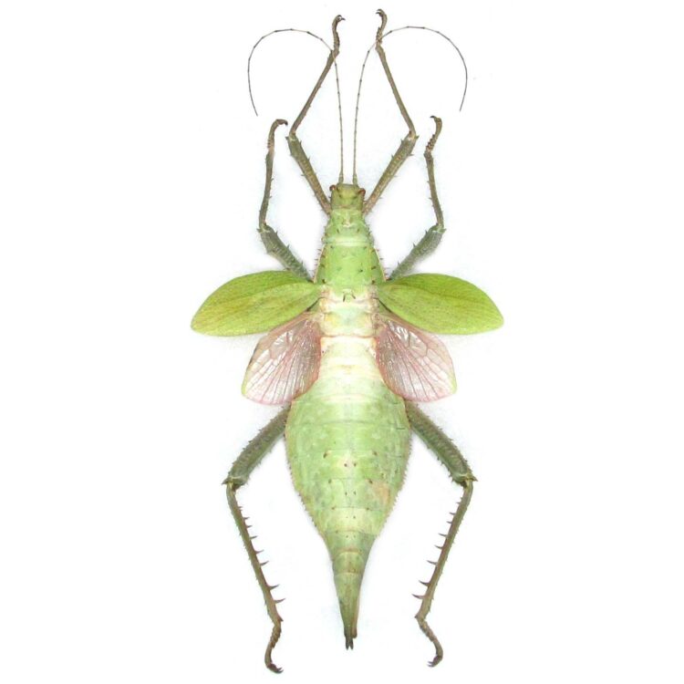 Heteropteryx dilatata female pink green walking stick bug Malaysia