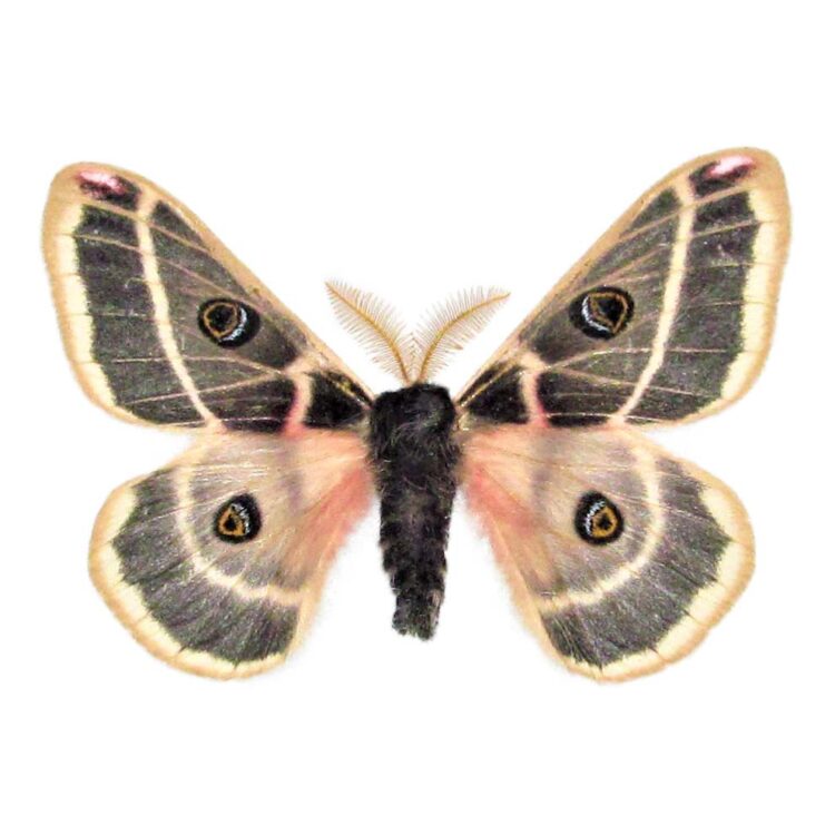 Agapema homogena pink saturn moth Arizona USA