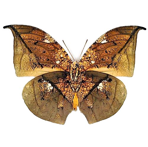 Anaea archidona gold leaf mimic butterfly Peru