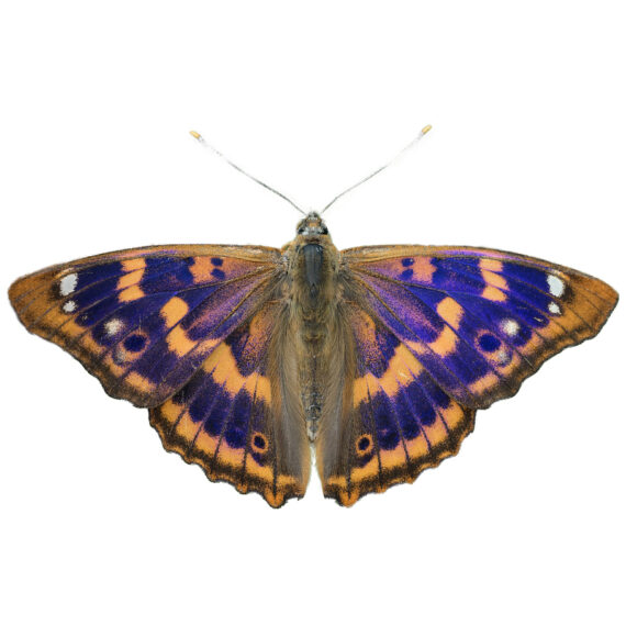 BicBugs Sasakia charonda Black Purple White Butterfly China Framed 