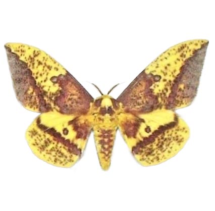 Eacles oslari yellow saturn moth imperial moth Arizona USA