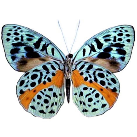 Eunica chlorochroa blue orange butterfly Peru