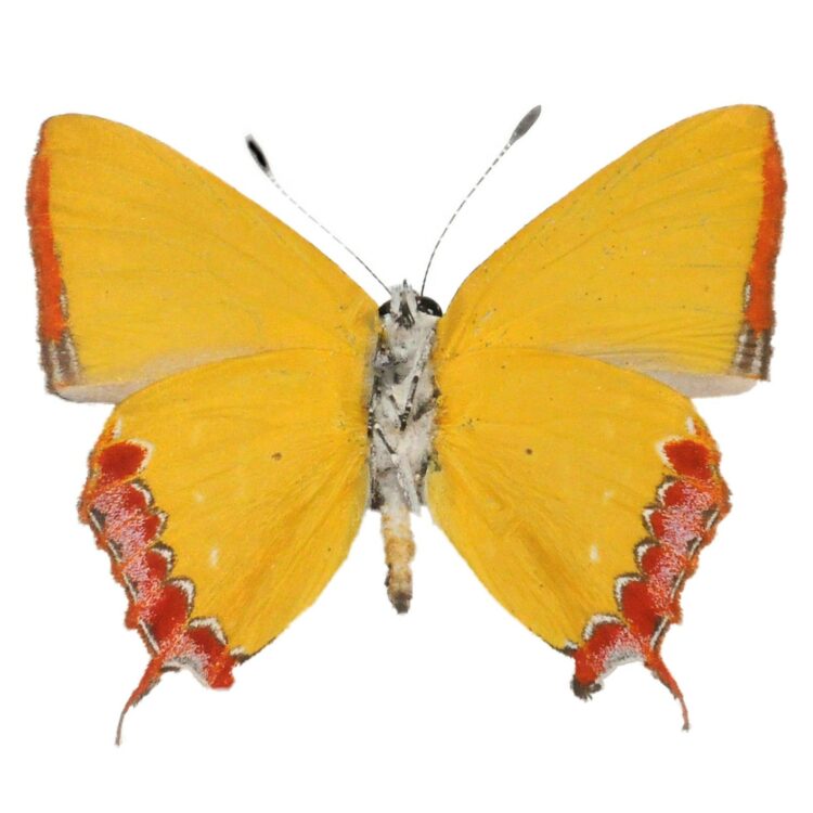 Heliophorus ila yellow hairstreak butterfly Thailand