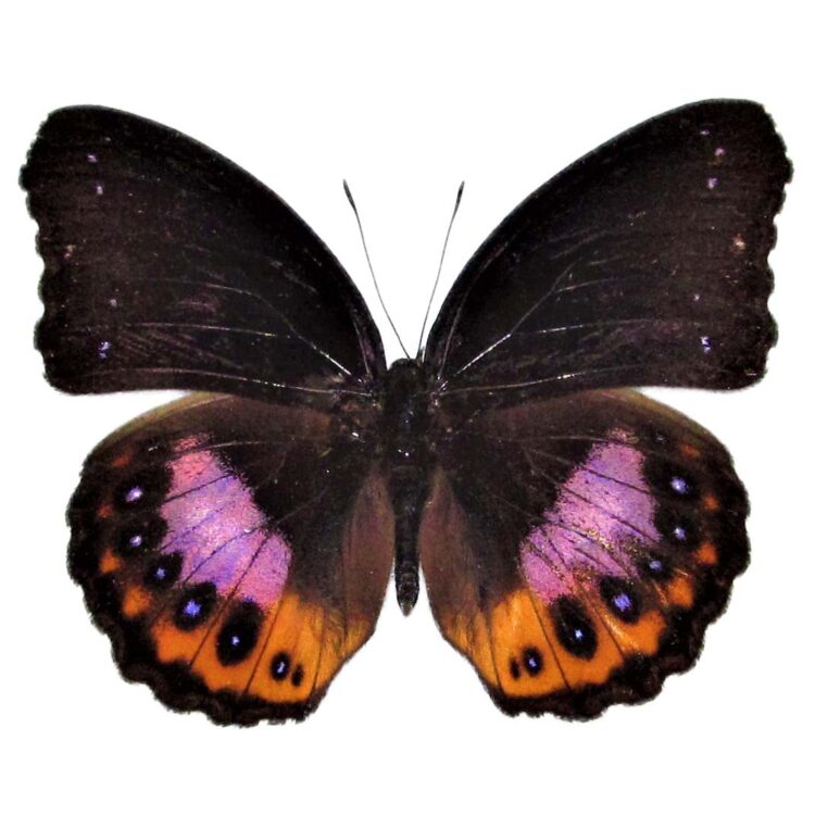 Hypolimnas pandarus black pink purple butterfly Indonesia