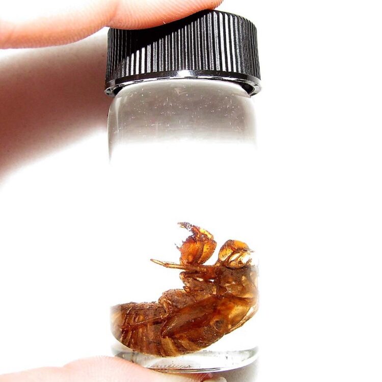 cicada shell exoskeleton preserved in vial wet specimen USA
