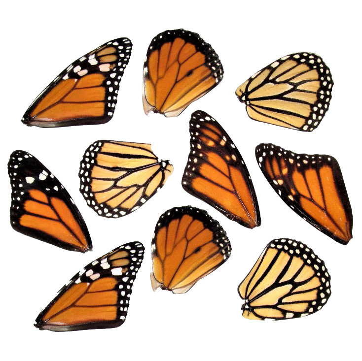 lot of 10 Danaus plexippus monarch butterfly wings