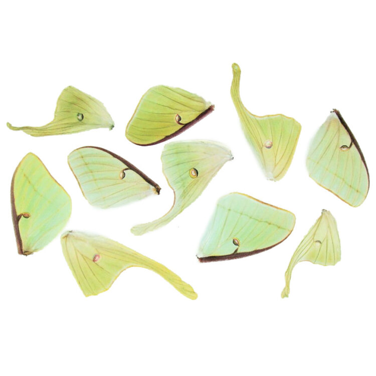 actias luna moth wings 10 green