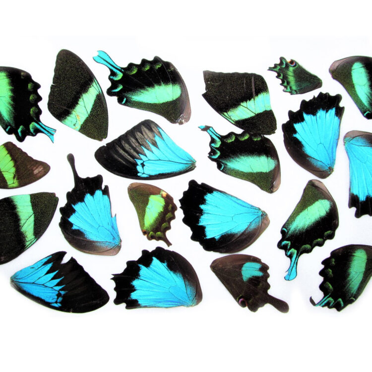 lot of 20 Papilio swallowtail blue green butterfly wings craft grade