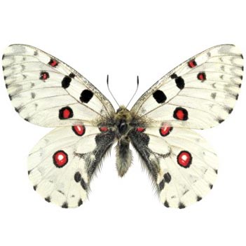 Parnassius nomion white red butterfly China