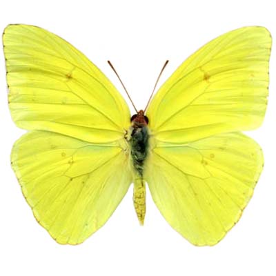 Phoebis sennae yellow cloudless sulfur butterfly Arizona USA
