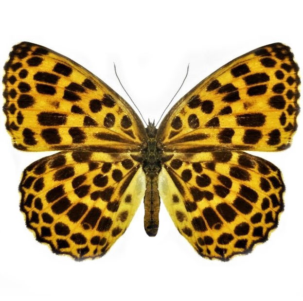 Timelaea maculata spotted leopard butterfly China