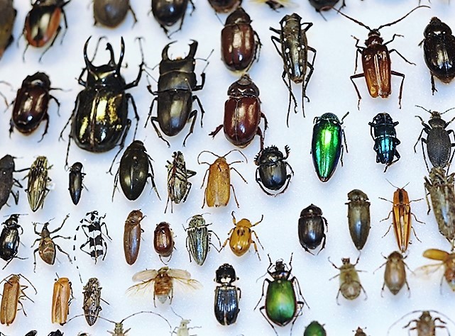 mixed lot assorted beetles beetle collection
