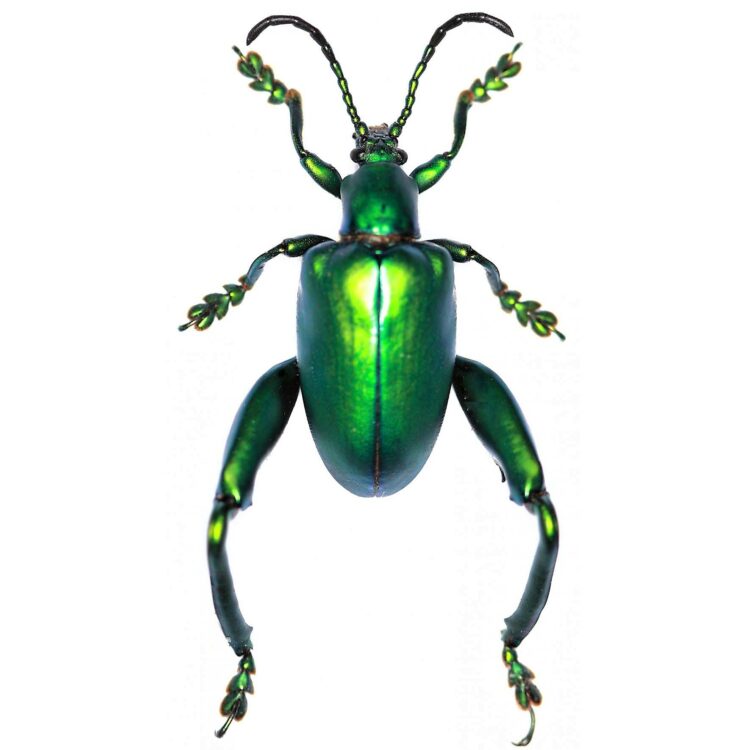 Sagra longicollis green frog beetle Malaysia mounted