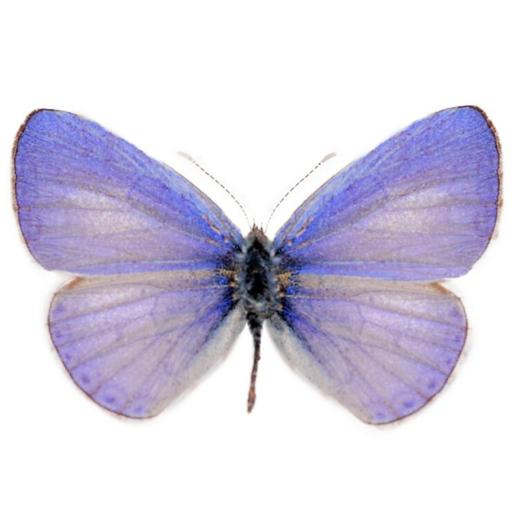 Udara dilecta blue purple butterfly China