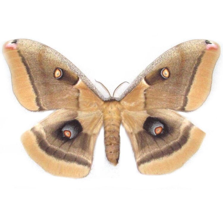 Antheraea oculea female saturn moth Arizona USA