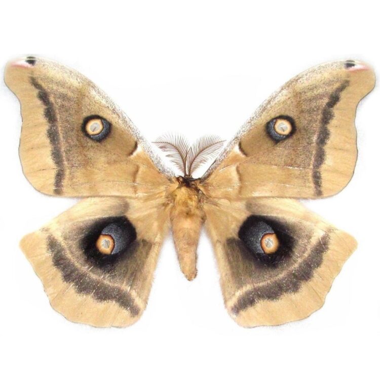 Antheraea oculea male saturn moth Arizona USA