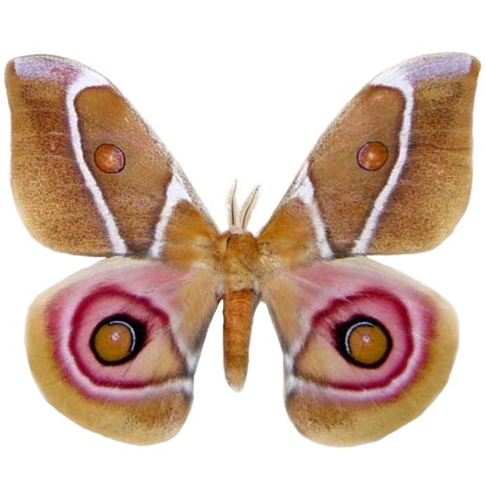 Antherina suraka pink brown female