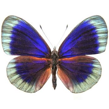 Asterope degandii blue green butterfly Peru