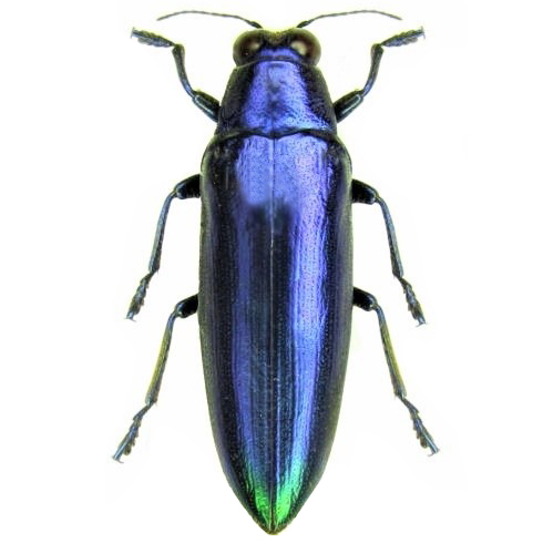 Chrysochroa fulminans blue violet form buprestid beetle Indonesia