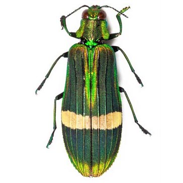 Demochroa gratiosa green buprestid beetle Malaysia