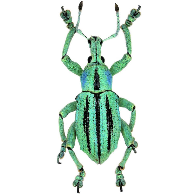 Eupholus cutieri weevil blue green beetle Indonesia