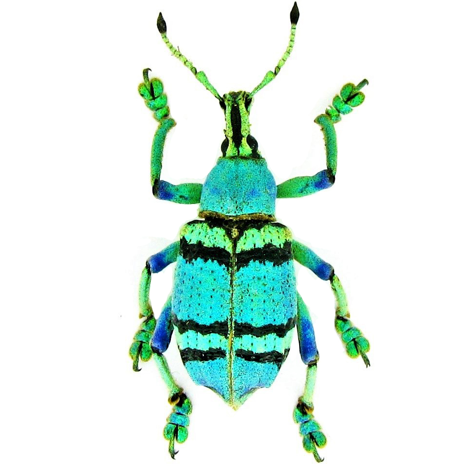 BicBugs Eupholus chevrolati Weevil Blue Green Beetle Indonesia Framed 