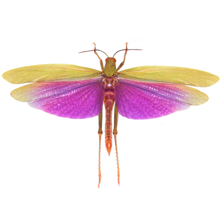 Grasshopper Titanacris albipes male framed