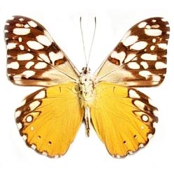 Hamadryas fornax gold yellow butterfly Peru