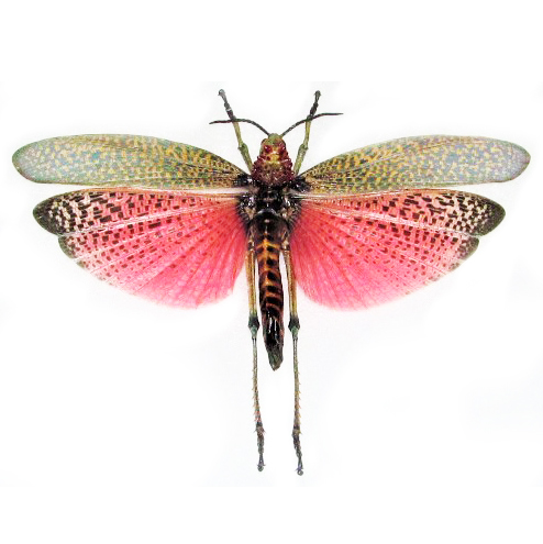 Phymateus saxosus pink grasshopper Madagascar