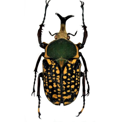 Megalorrhina harrisi peregrins snake tongue scarab beetle Tanzania Africa