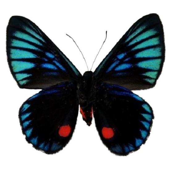 Necyria duellona red blue black butterfly Peru