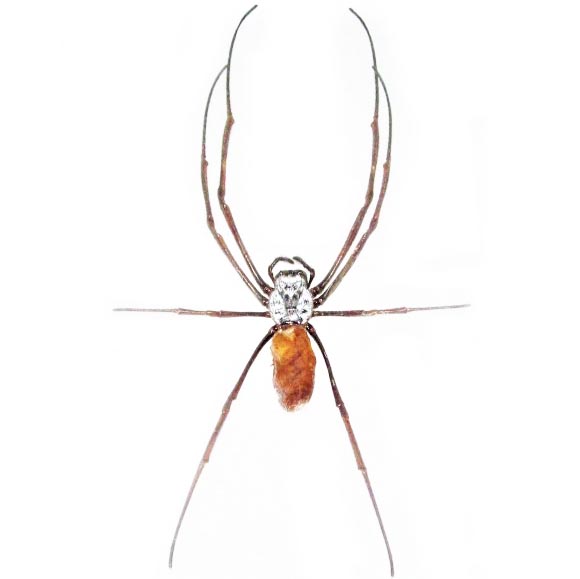 Nephilia orb weaver spider Malaysia