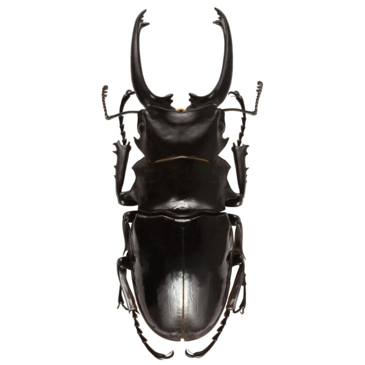 Odontolabis dalmanni celebensis stag beetle Indonesia