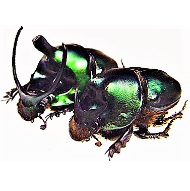 Onthophagus mouhoti dung beetle pair male female Thailand