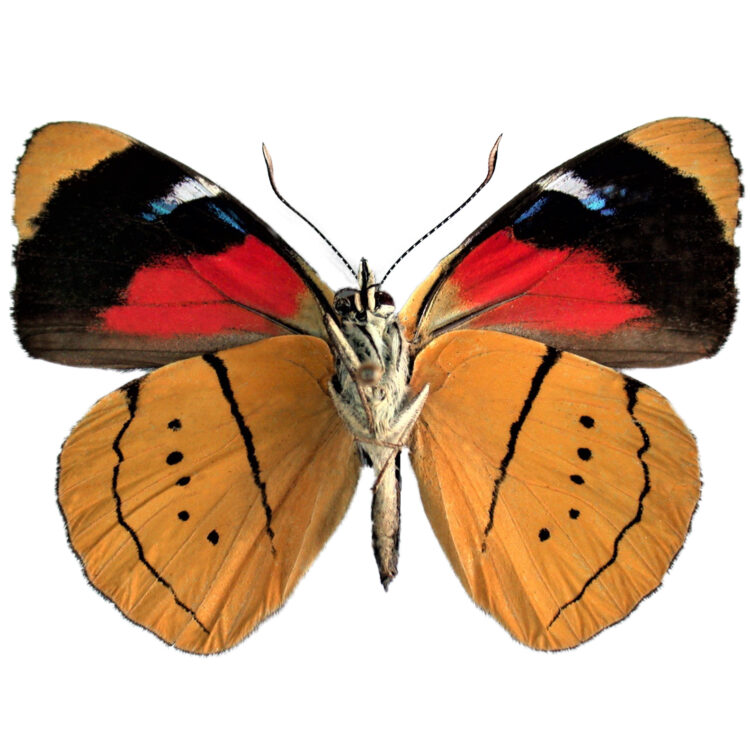 Perisama humboldtii yellow butterfly Peru