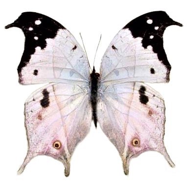 Salamis duprei pink purple black mother of pearl butterfly Madagascar